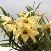 Den. moniliforme Yashiro 八代
